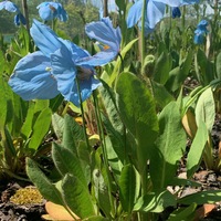 Meconopsis  'Ballyrogan'